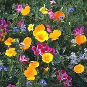 Meet your Posher, Audra